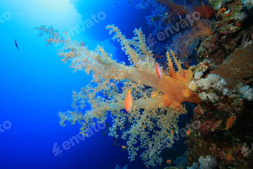 Preview: Dendronephtya Soft Corals