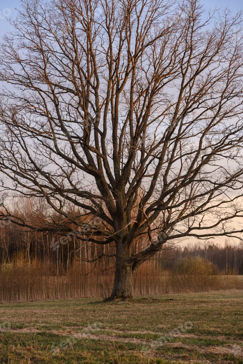 Preview: Large Oak Tree In Open Field In Sunset With Sun Behind It. Light Mist Forming In Fields, Tree With