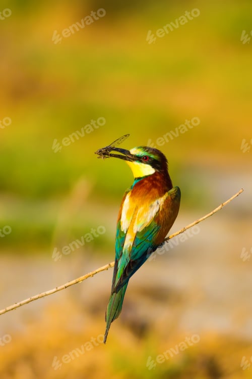Preview: Colorful Bird. Warm Colors Nature Background. Bee Eater. Merops Apiaster.