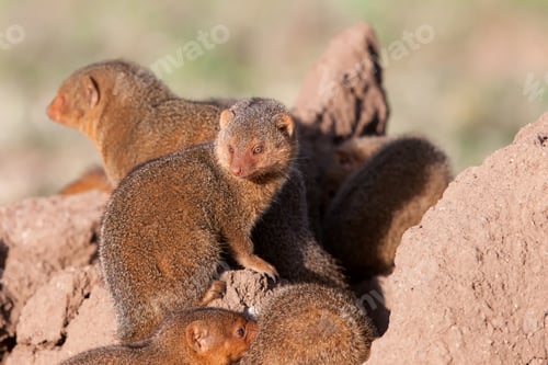 Preview: Dwarf Mongooses In The Serengeti National Park, Tanzania