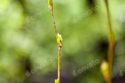 Preview: Fresh Branches In Spring