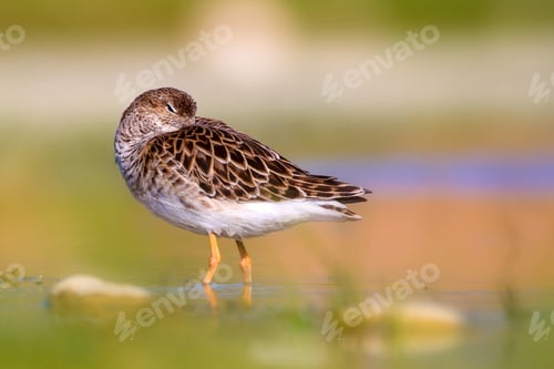 Preview: Cute Water Bird Is Sleeping. Natural Wetland Background. Common Water Bird: Ruff. Philomachus