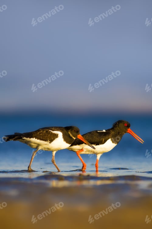 Preview: Water And Birds. Blue Sea, Blue Sky Background. Eurasian Oystercatcher / Haematopus Ostralegus