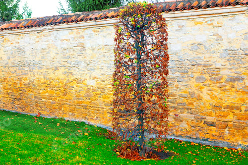 Preview: Decorative Garden Bush In Autumn . Medieval Wall