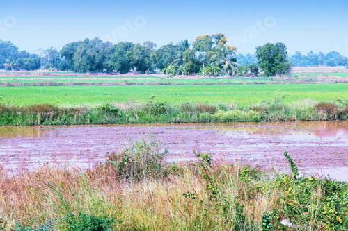 Preview: Thailand, Southeast Asia - Countryside View Of Prachin Buri Province. Rice Fields And Banana Palm