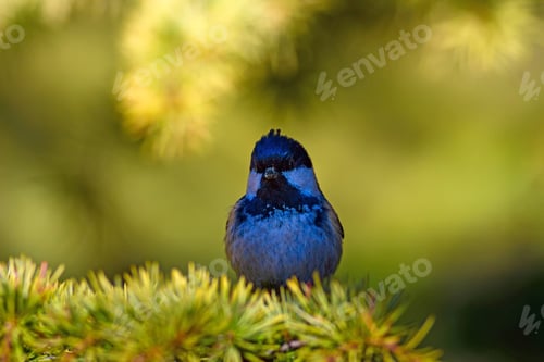 Preview: Coal Tit. Cute Bird In Tree. Green Nature Background.