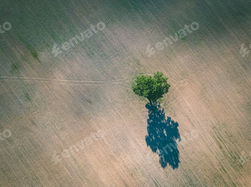 Preview: Drone Image. Aerial View Of Empty Cultivated Fields With Lonely Tree In The Middle. Latvia Summer