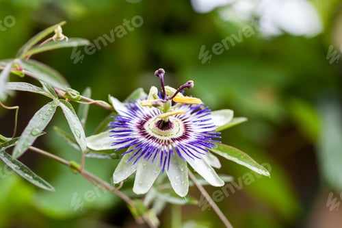 Preview: Passion Flower (Passiflora Incarnata) With Details