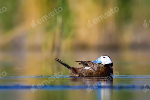 Preview: Swimming Cute Duck. Colorful Nature Background. Bird: White Headed Duck. Oxyura Leucocephala.