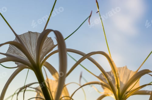 Preview: Caribbean Spider-Lily, Unique Style White Flower On Multicolored Background