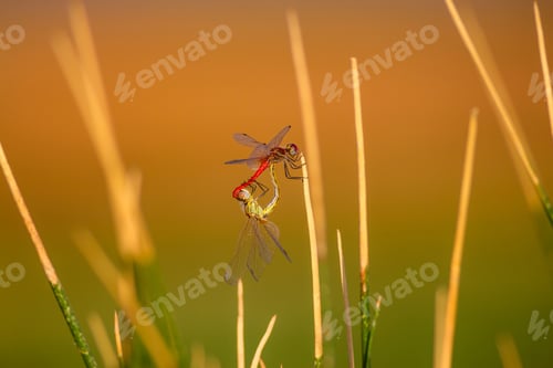 Preview: Cute Dragonflies. Colorful Nature Background.