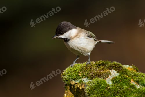 Preview: Cute Little Bird. Dark Nature Background. Bird: Sombre Tit. Poecile Lugubris.