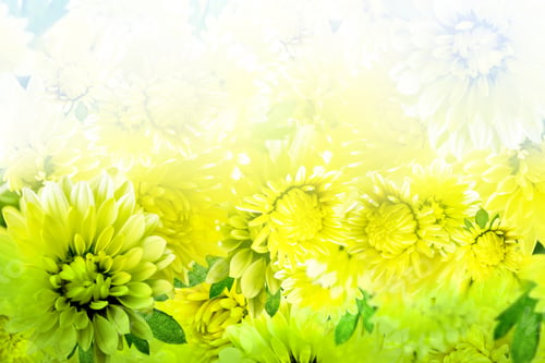 Preview: Chrysanthemum Flowers