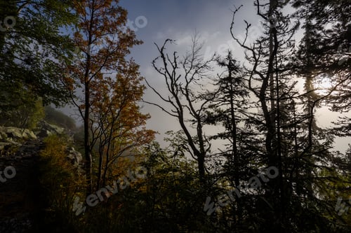Preview: Tree Trunk Textures In Natural Environment. Natural Environmental Detail View In Latvia