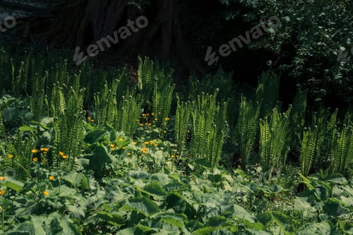 Preview: Flowers And Plants In The Gardens Of Arboretum Volcji Potok