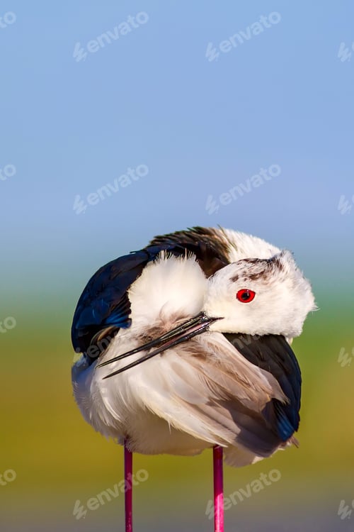 Preview: Common Water Bird. Black Winged Stilt. Himantopus Himantopus. Green Blue Nature Background.