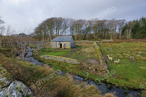 Preview: Two Alpacas On An Isolated Barn Used For Sheltering Livestock In Winter On The Banks Of The