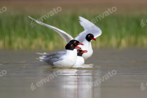 Preview: White Gulls. Blue Green Nature Background. Bird: Mediterranean Gull. Ichthyaetus Melanocephalus.