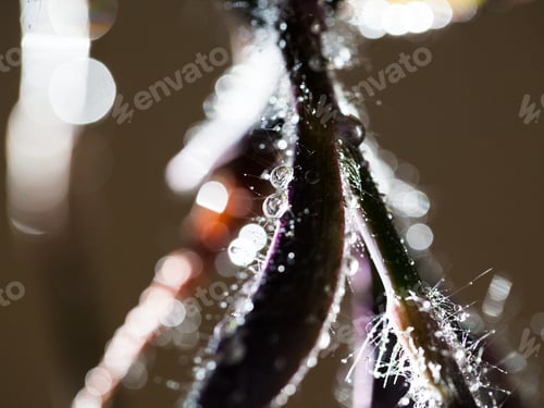 Preview: Abstract, Macro Composition With Leaves And Water Drops