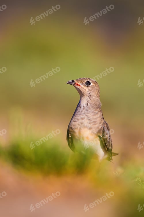 Preview: Cute Bird Collared Pratincole. Warm Colors Nature Background. Collared Pratincole / Glareola