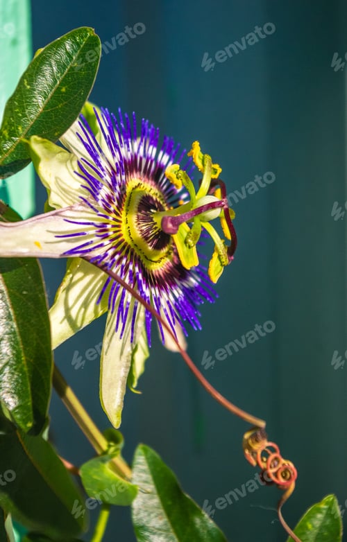 Preview: Passion Flower Passiflora Caerulea Passionflower Against Green Garden Background