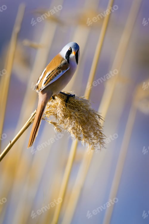 Preview: Cute Bird And Dry Yellow Reeds. Yellow Nature Background Bearded Reedling