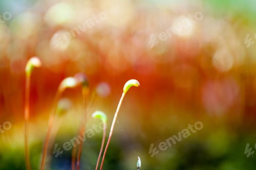 Preview: Abstract, Colorful Composition With Moss Flowers In Spring