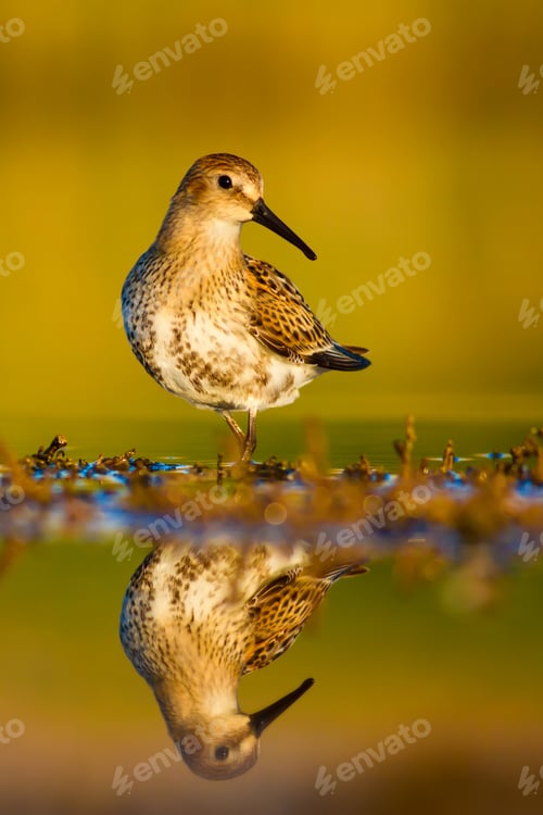 Preview: Cute Bird. Nature Background.