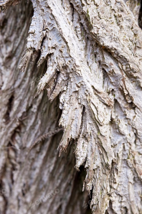 Preview: Detail Of A Tree In Spring