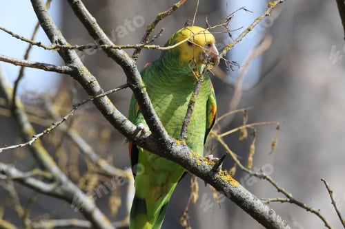 Preview: Yellow-Headed Amazon (Amazona Oratrix), Rosenstein Park, Stuttgart, Baden-Wuerttemberg