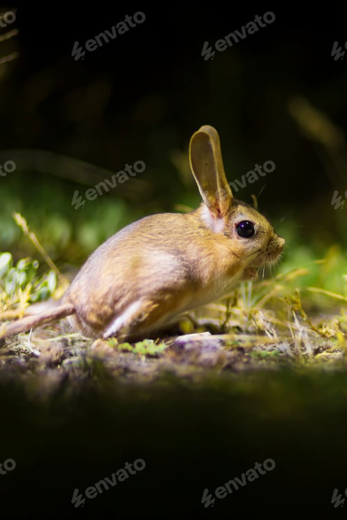 Preview: Cute Animal. Williams Jerboa, Allactaga Williamsi. Green Nature Habitat Background. Kayseri