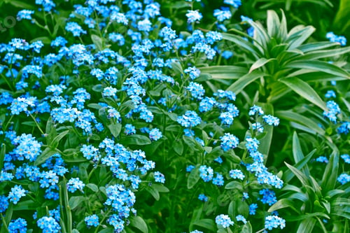 Preview: Me-Nots Wildflowers On The Background Of The Summer Landscape.