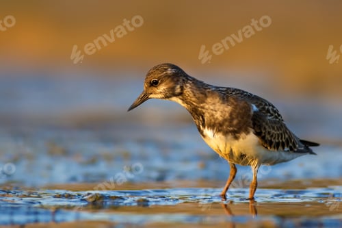 Preview: Water Bird. Colorful Nature Background. Bird: Ruddy Turnstone.