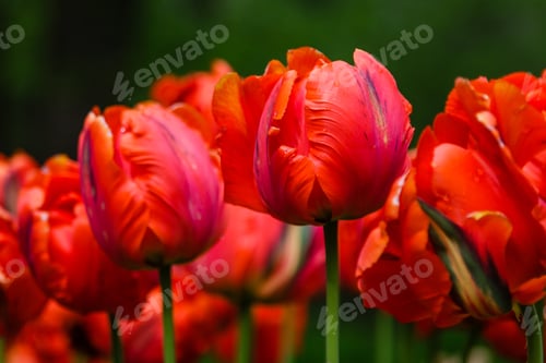 Preview: Red Flower Of Tulip Sort Parrot (Rococo). Hybrids Of Tulips - A Beautiful Spring Bulbs. Growing
