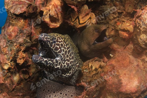Preview: Honeycomb And Giant Moray Eels