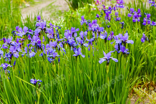 Preview: Beautiful Blue Iris Flowers In Spring Garden. Flowers Of Iris Sibirica. Natural Background