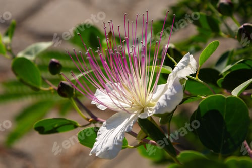 Preview: Close Up On Flowers Of Caper Shrub (Capparis Spinosa). Purple And White Flowers Of Caperous Spiny