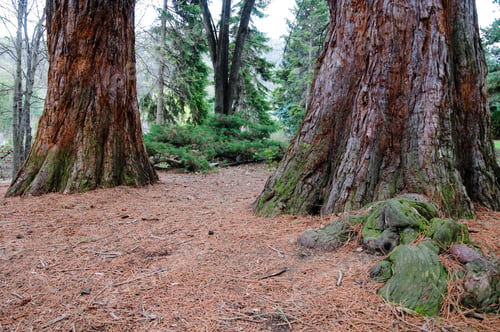 Preview: Sequoia Sempervirens (Coast Redwood)