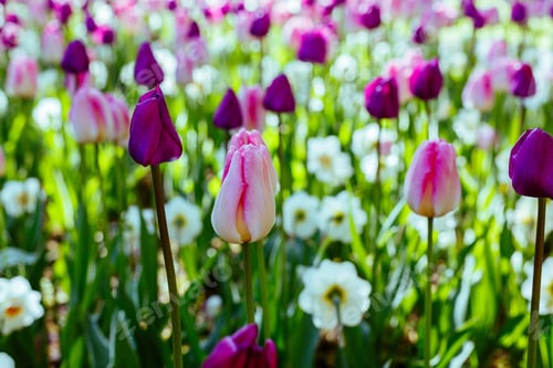 Preview: Beautiful Tulips And The Narcissus Flowers In The Spring Garden Or The Park. Ornamental Flowering