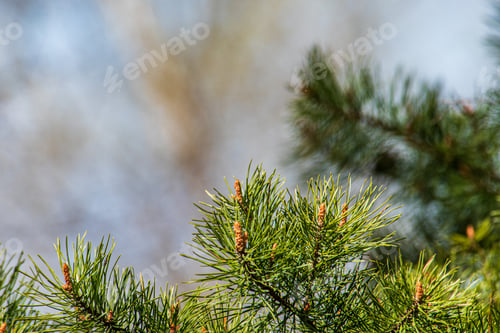 Preview: Tree Branches And Leaves On Blur Background. Abstract Texture In Nature