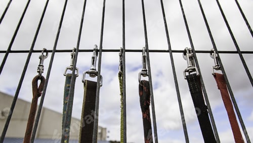 Preview: Straps To Walk Dogs Safely, Detail Of Objects To Walk Dogs