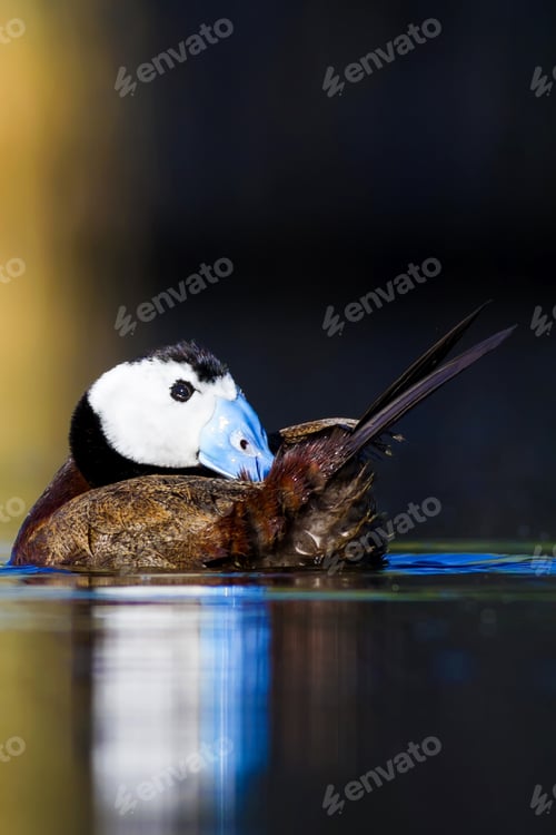 Preview: Swimming Duck. Colorful Nature Background. Bird: White Headed Duck. Oxyura Leucocephala.