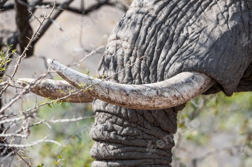 Preview: Elephant In South Luangwa National Park, Zambia. It Is One Of The Greatest Wildlife Sanctuaries In
