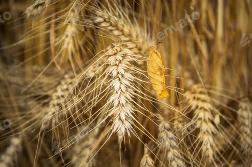 Preview: Wheat After Autumn Harvest