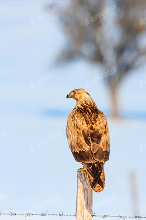 Preview: Wild Bird. Snow Nature Background.