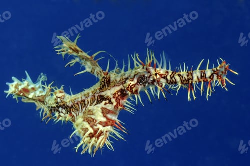 Preview: Ornate Ghost Pipefish