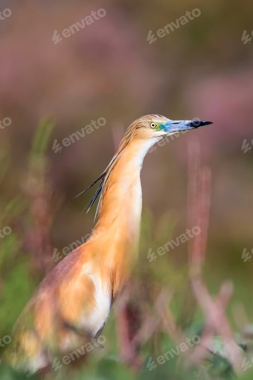 Preview: Heron. Nature Background. Bird: Squacco Heron. Ardeola Ralloides
