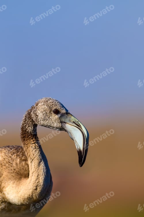 Preview: Cute Bird Flamingo. Natural Background.