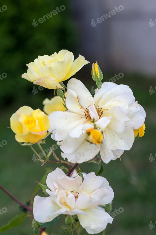 Preview: Colorful, Beautiful, Delicate Rose In The Garden