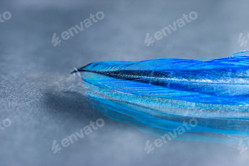 Preview: Colorful Rooster Feather With Details And Reflexions